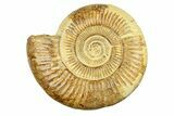 Polished Jurassic Ammonite (Perisphinctes) - Madagascar #293948-1